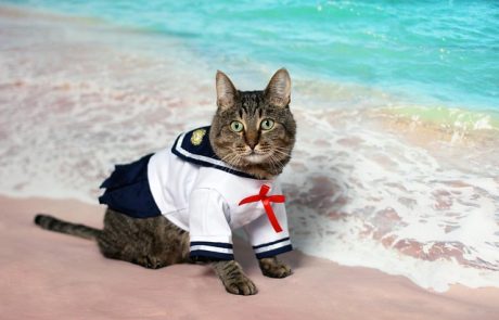 8 תחפושות לחתולים לקראת פורים 2026