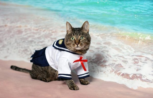 8 תחפושות לחתולים לקראת פורים 2026